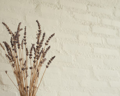 A bunch of dried lavender stems against a textured stucco wall, conveying a sense of rustic serenity.